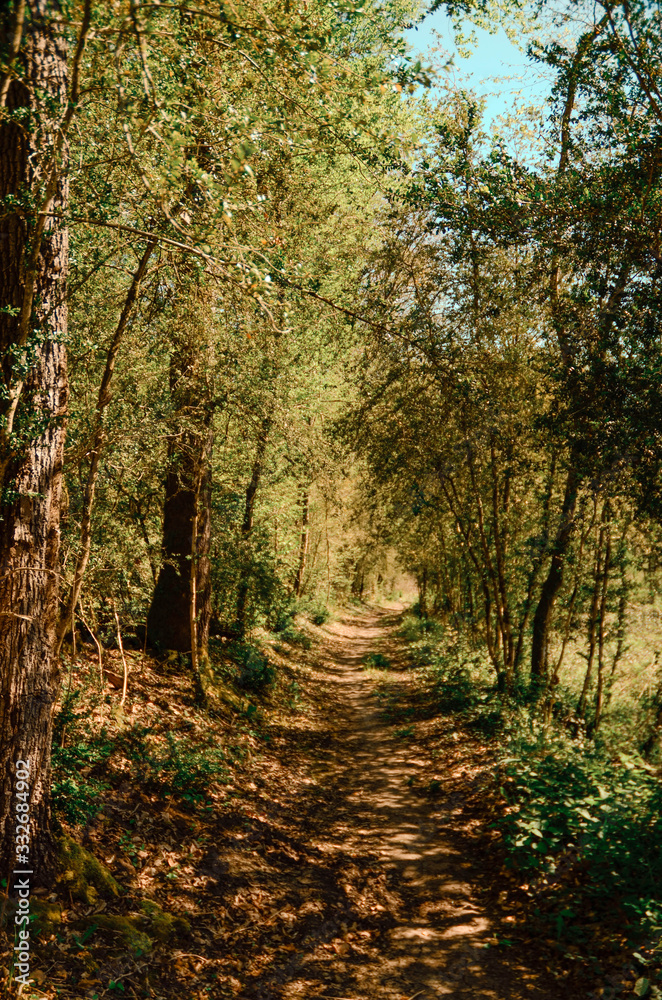 Fototapeta premium Petit chemin boisé
