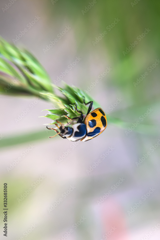 Fototapeta premium close up of ladybug sitting on flower