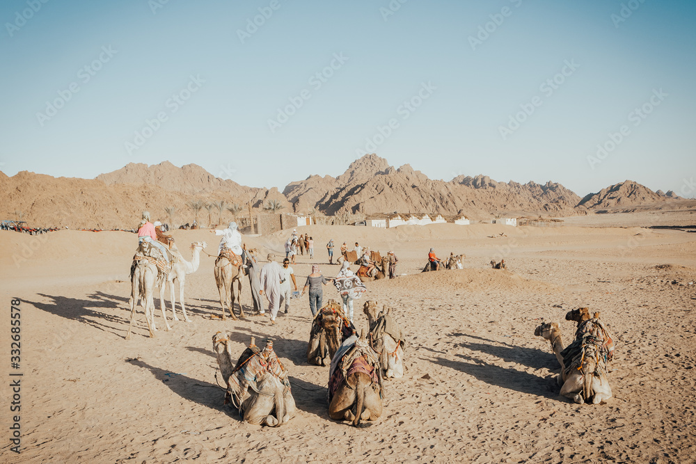 Fototapeta premium camels caravan sitting on the sand