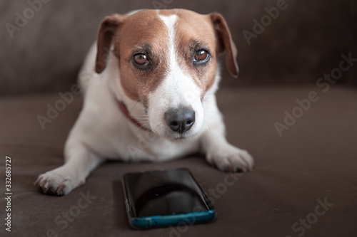 A small cute dog Jack Russell Terrier lying with a smartphone on a sofa pillow and looking into camera.