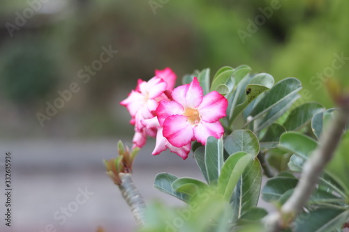 flower in the garden