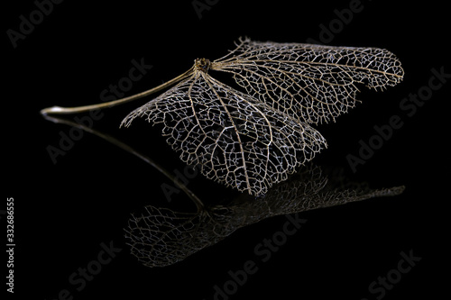 ein vertrocknetes Blatt einer Pflanze photo