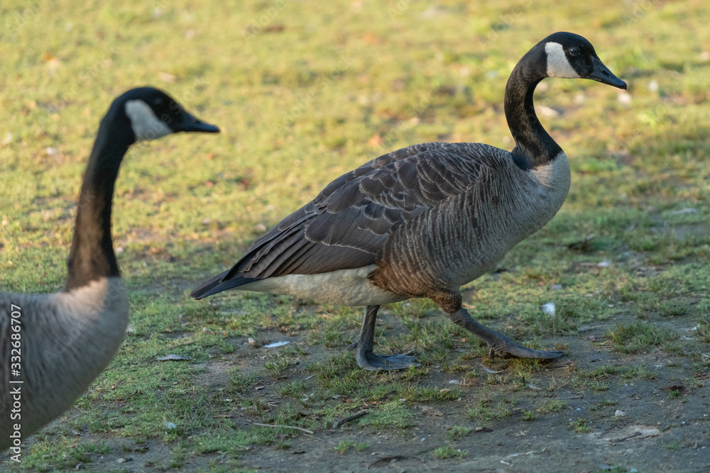 Fototapeta premium geese 