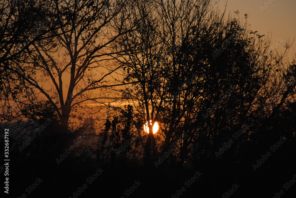 sunset in forest