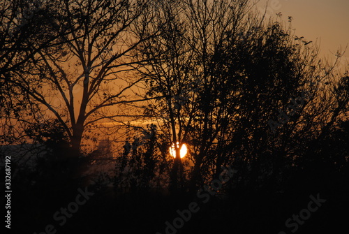 sunset in forest