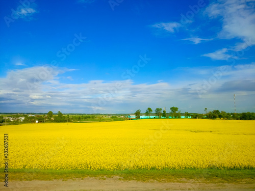 Summer field strewn with rapeseed flowers