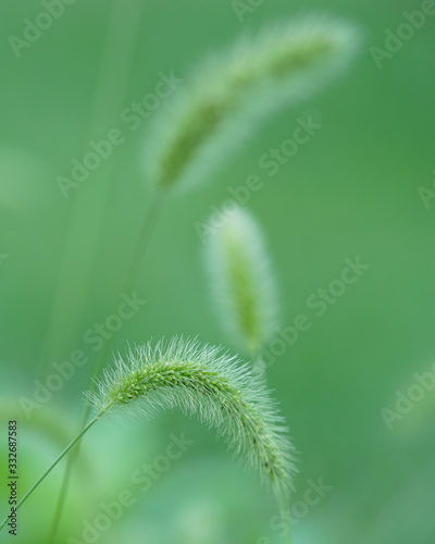 FUZZY WEEDS