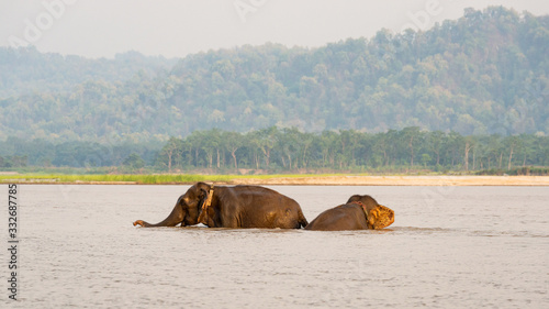 Two elephants bathing in the Gandak river at sunset in Chitwan national park, Nepal photo