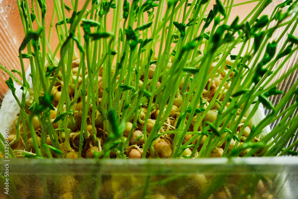 Obraz premium microgreens growing in trays on a shelf ,concept design