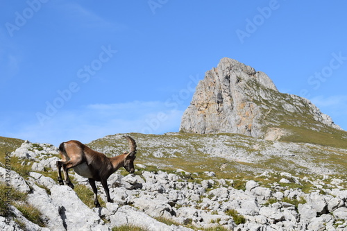 Bouquetin devant la Grande Moucherolle