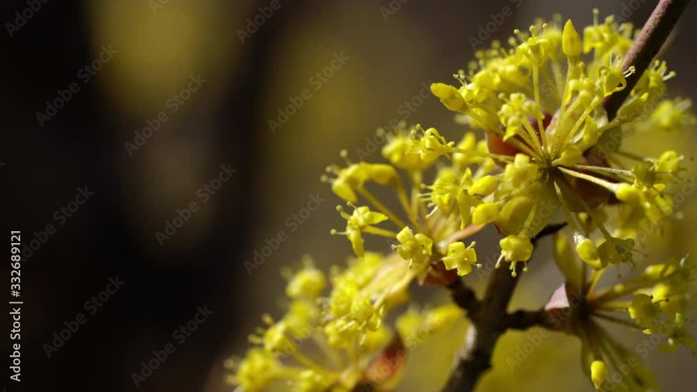 Blossom of European Cornel in natural environment (Cornus mas) - (4K) Blossom of European Cornel in natural environment (Cornus mas) - (4K)