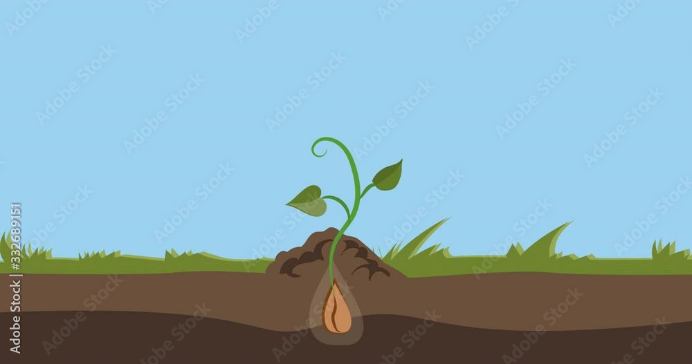  A seed falls into the ground, after which a green stem sprouts from the ground. 2D flat animation isolated on blue background with alpha luma matte 4k.