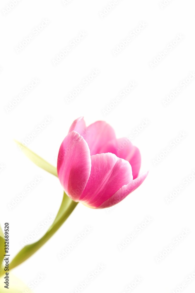 Pink Tulip Spring Flower Isolated On White Background Pink Tulip Spring Flower Isolated On White Background