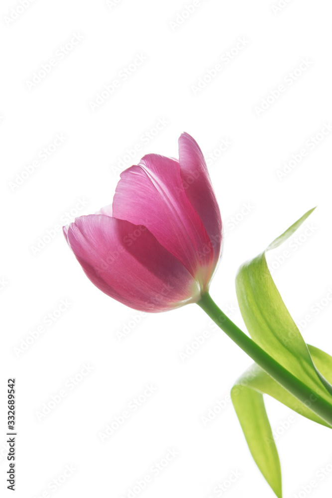 Lovely Pink Tulip Flower On White Background / Isolated Floral Plant Spring Easter Photograph