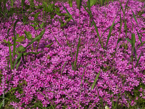 Wallpaper Mural Phlox subulata (moss phlox) pink plant blooming in close up Torontodigital.ca