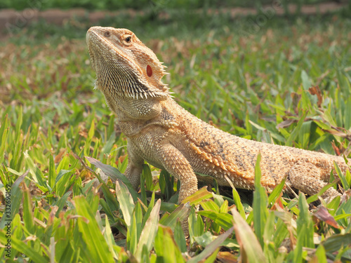 Bearded Dragon in the garden.