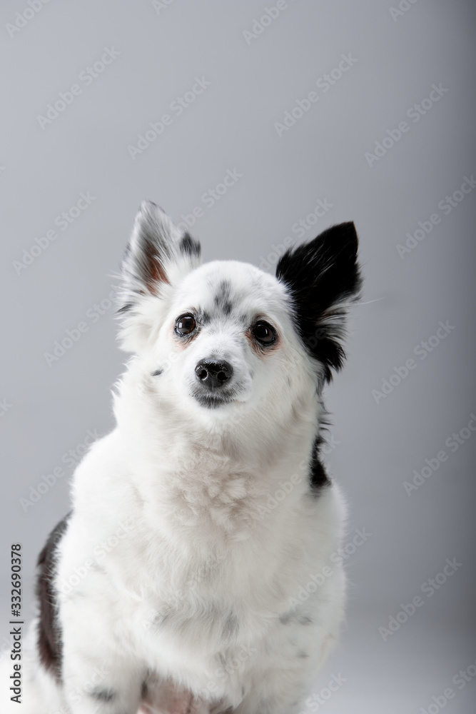 Beautiful black and white dog on a background