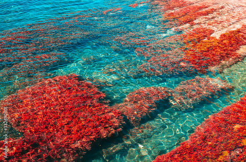 Red seaweed on the bottom of the sea. Summer background with copy space