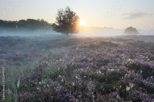 serene misty sunrise over blooming pink flowers