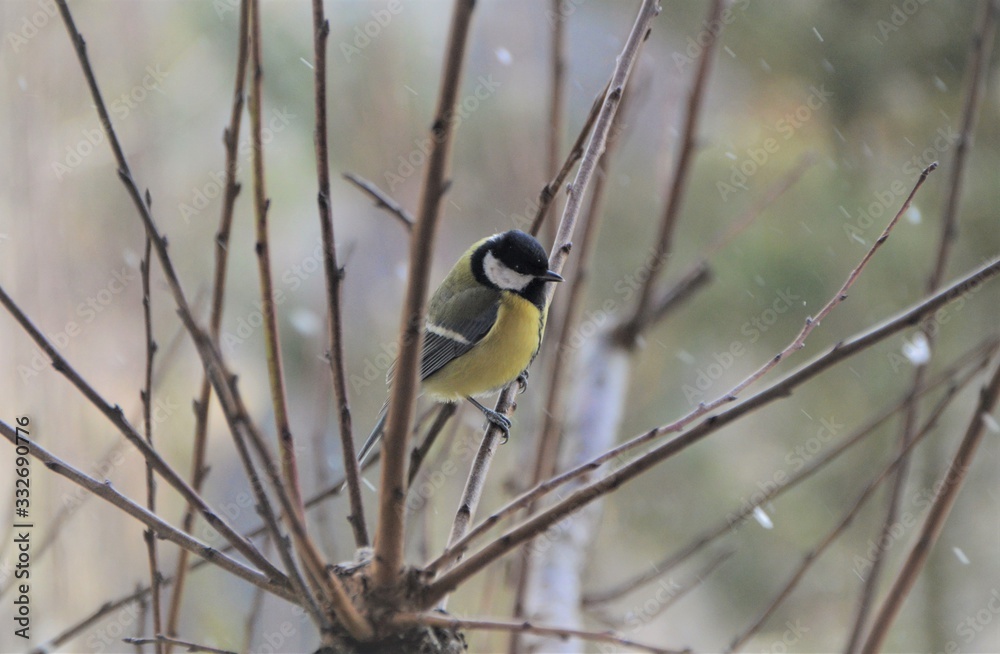 Naklejka premium Kohlmeise im Winter 