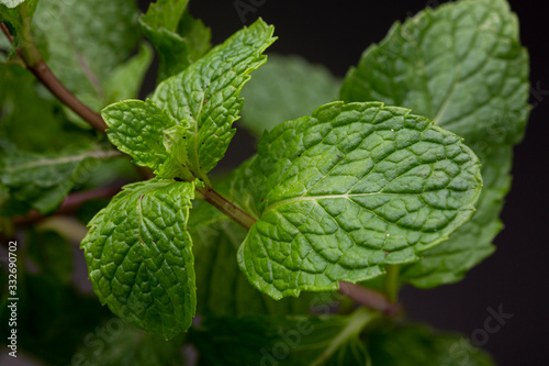 Macro image showing the texture of vibrant green spearmint leafs. Low key studio shot of fresh herb against a dark background. photo