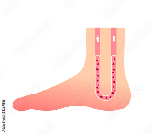 Normal foot blood circulation illustration / No text
