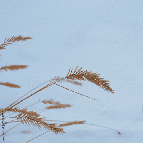 Snow-covered dry old grass for natural winter background or wallpaper