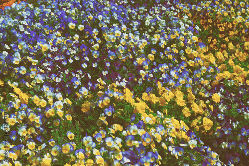 Bright and colorful pansies and violas flowerbed