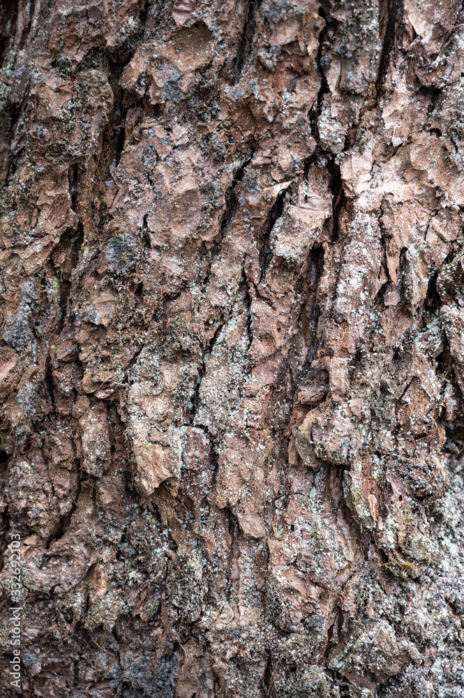 Tree bark texture background