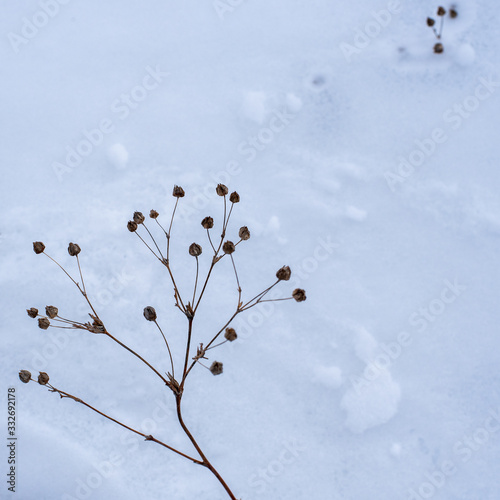 Snow-covered dry old grass for natural winter background or wallpaper © Irina