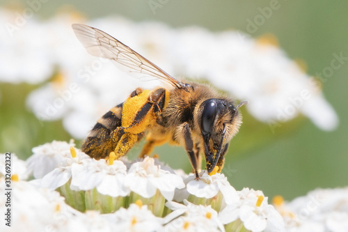 Biene mit Blühte - Makrofoto © Manuel Stockenreiter