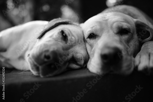 two labradors side by side