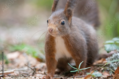 Eichhörnchen im Wald - Stockfoto © Manuel Stockenreiter
