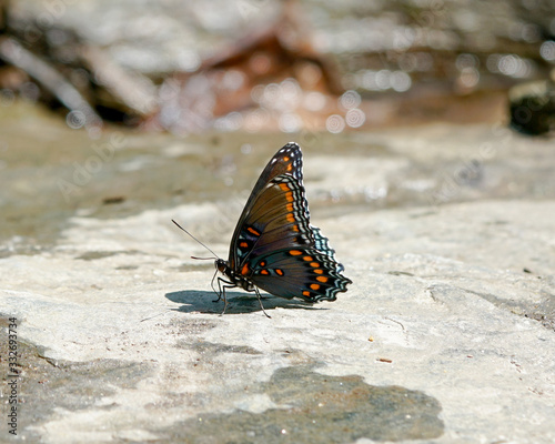 butterfly orange 