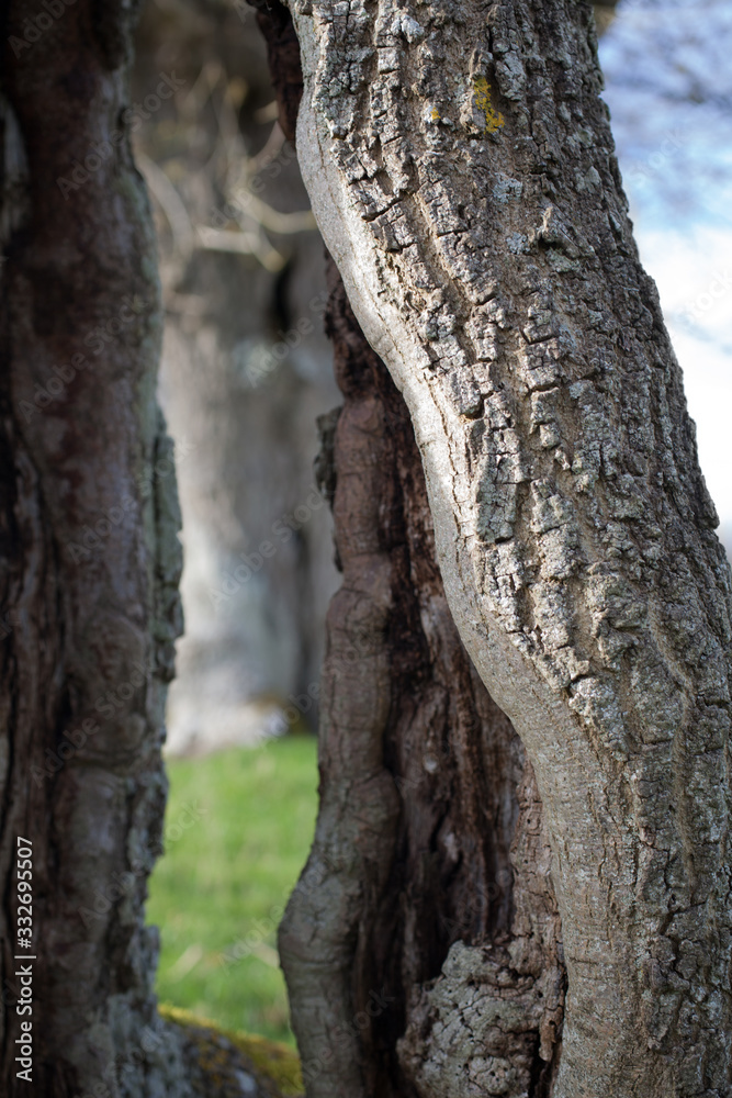 Bark from an old tree in Wilcote, West Oxfordshire, UK