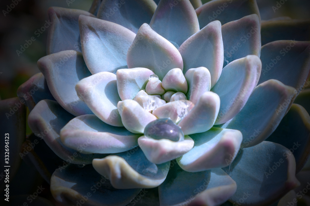 Bright colorful image of nature. Close-up of Echeveria flower with beautiful water drops Bright colorful image of nature. Close-up of Echeveria flower with beautiful water drops
