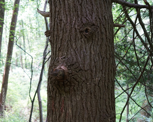 tree trunk looks like a bull photo