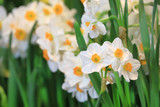 White narcissus daffodil in flower bed for early spring bulb cottage garden with copy space