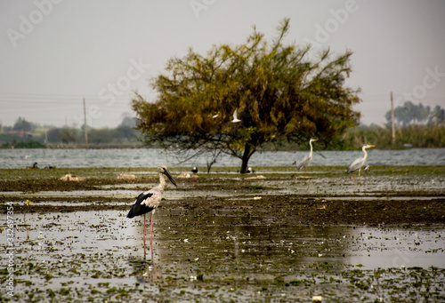 A white stork standing in a lake in India photo