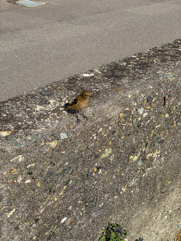 A sparrow that plays sunflowers. A sparrow that plays sunflowers.
