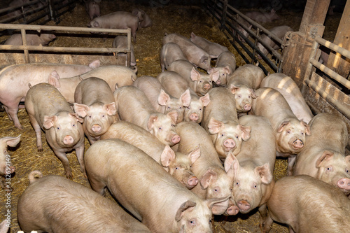 Obraz na płótnie pigs in farm,  pigsty livestock pork production