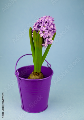 Hyacinth flower in a pot isolated on a blue background.