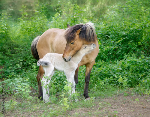 Icelandic horses, mare with young foal cuddling, the mother carefully turns to her cute baby