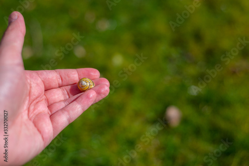 A snail shell lies on a single  hand with a green background
