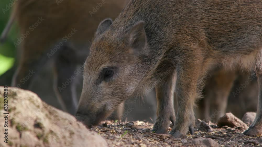 little pig searching the forest ground for food little pig searching the forest ground for food