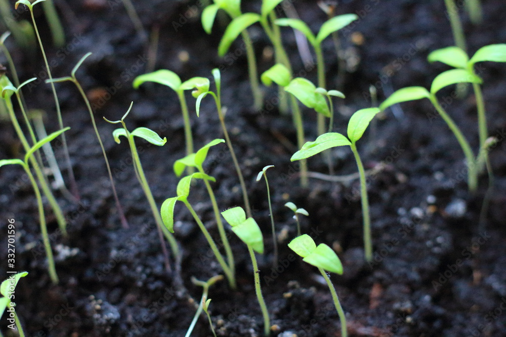 seedlings in the village on the windowsill seedlings in the village on the windowsill