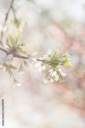 Spring Floral Photography Of Apple Branch With White Flowers © Marina