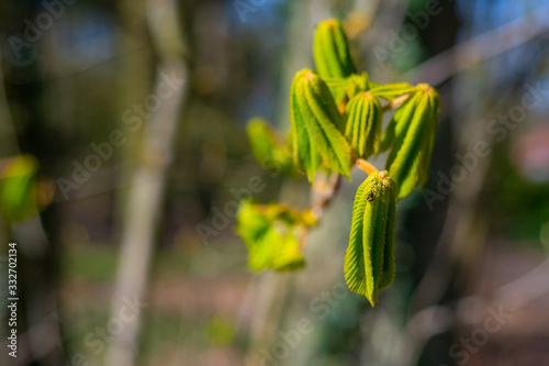 A horse chestnut leaf illuminated by  the sun in its growth