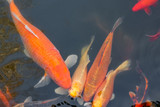 koi carp in a pond close up as a background