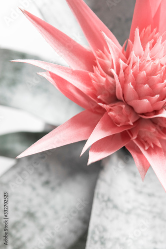 Pink Bromeliad Flower Close Up Photography / Bohemian Wall Decor Poster  photo